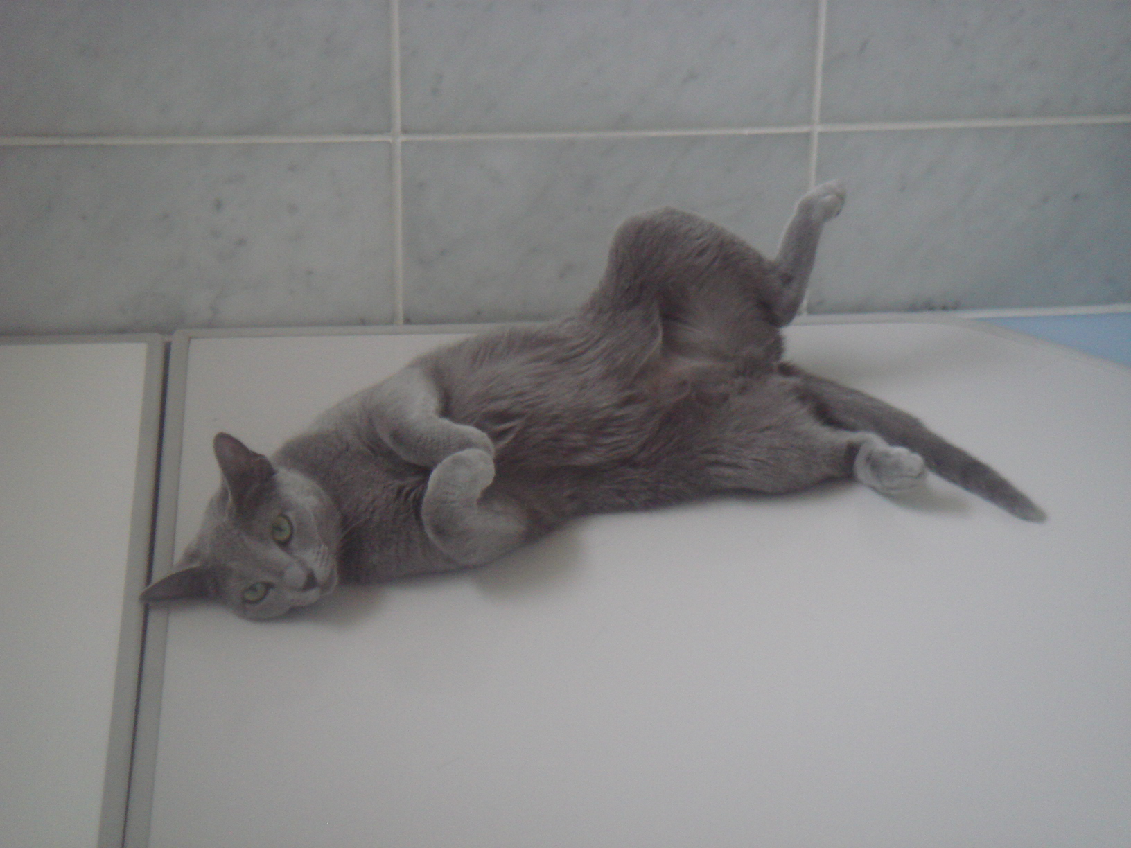 浴槽の上で後足を開いて寝ているデイジー
