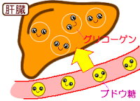 肝臓でのグリコーゲン蓄積を示す図