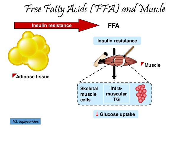遊離脂肪酸が骨格筋のインスリン抵抗性を誘導する機序の説明図