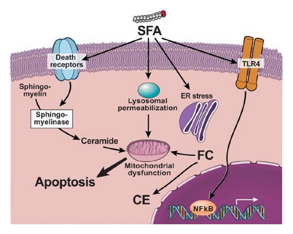 遊離脂肪酸によるアポトーシス誘導を示す図