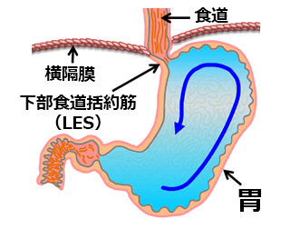 幽門括約筋とは何ですか?