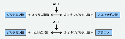 AST ALTの酵素作用について説明した図