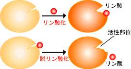リン酸化・脱リン酸化を示す図