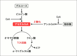脂肪酸がアセチルCoAになりTCA回路に入りATPが産生される過程を示した図