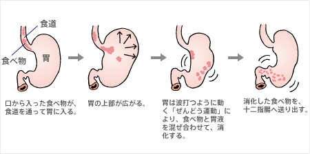 食事をしたときの胃の正常な運動を示す図