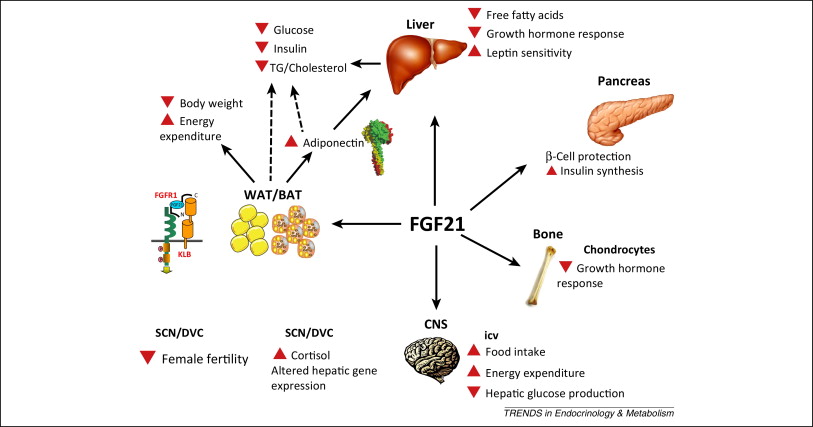 FGF21のさまざまな作用をまとめた図