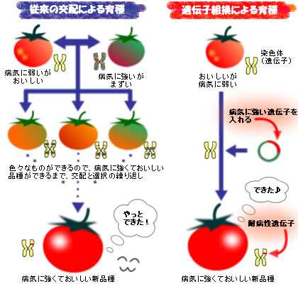 従来の交配による品種改良と遺伝子組み換えによる品種改良の差異を示した図