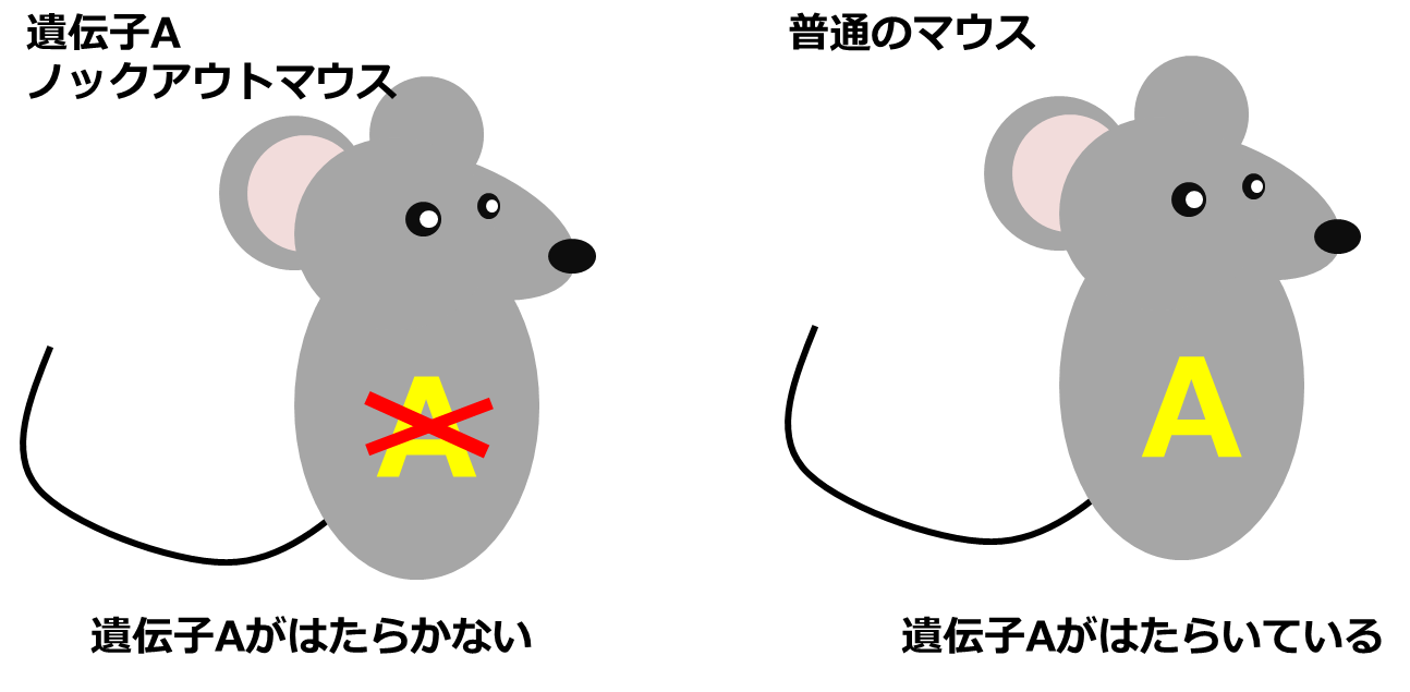 ノックアウトマウスでは遺伝子が働いていないことを示す図