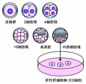 ES細胞ができる仕組みを示した図