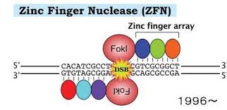 ZENが認識した遺伝子部位を切断している図