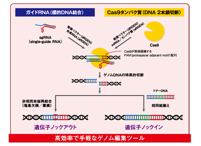 CRISPR/Cas9はCRISPRとCas9の結合体であることを説明する図