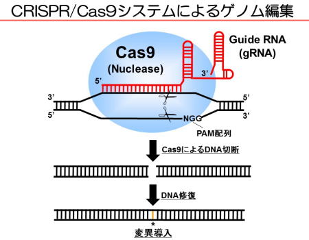CRISPR/Cas9によるゲノム編集の解説図