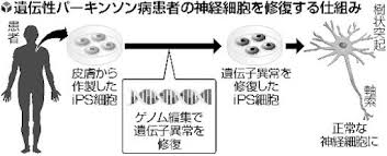iPS細胞へのゲノム編集を用いたパーキンソン病　筋ジストロフィーの治療の説明図