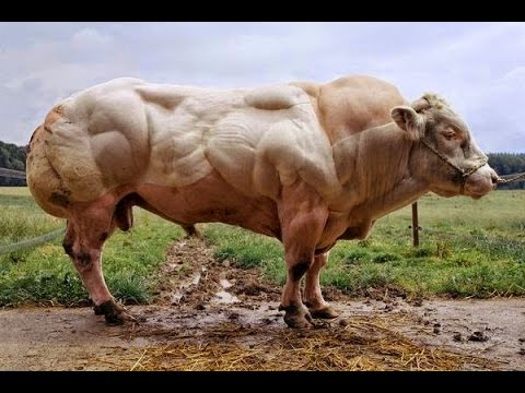 筋肉隆々のフランケン牛