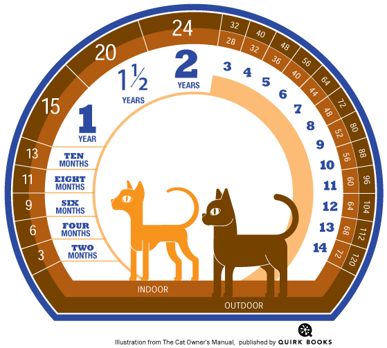 家ネコ　外ネコの人間年齢換算表