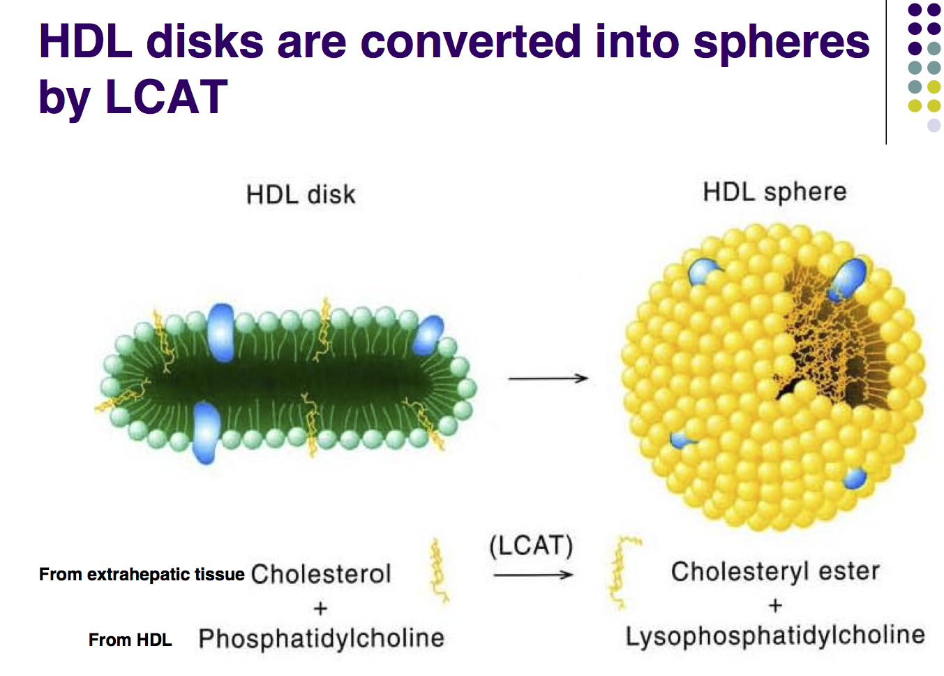 HDLのコレステロール引き抜き作用におけるLCATの働きの図示