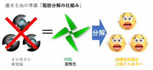 HSLが痩せるために有用な酵素と呼ばれる理由を説明した図