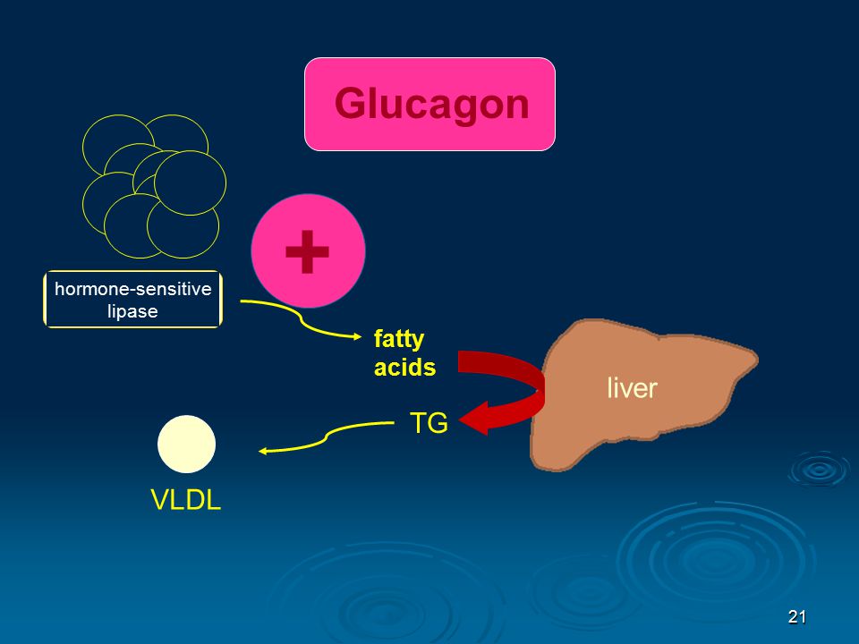 グルカゴンがHSLに働きかけ脂肪の分解を促す過程を示す図