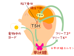 ヨウ素と甲状腺ホルモンの関係を示す図