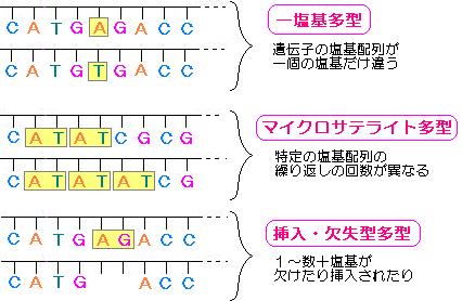 遺伝子多型の種類の説明図