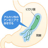 アンモニアを産生するピロリ菌の図