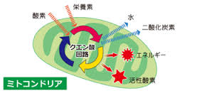 酸素と栄養素を利用してエネルギーのATPを作るミトコンドリアの図