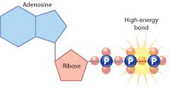3リン酸の2番目と3番目の結合に内蔵されている大きなエネルギーを示した図