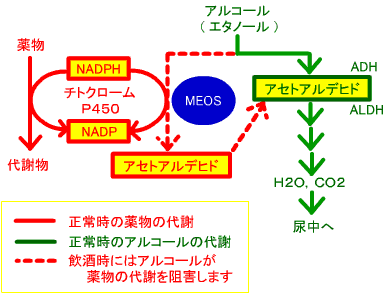 薬物代謝におけるMEOSの役割の解説図