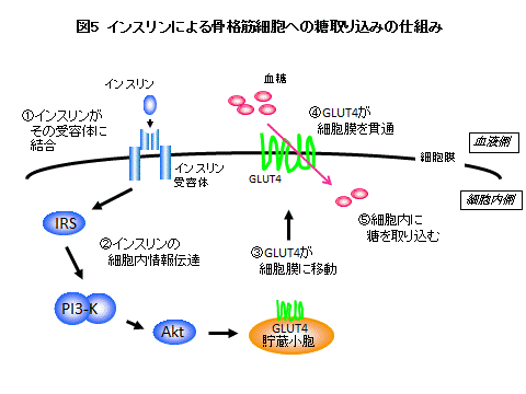 インスリンがインスリン受容体に結合すると糖輸送体分子のGLUT4が細胞表面へ移動して糖が取り込まれる仕組みを示す図 
