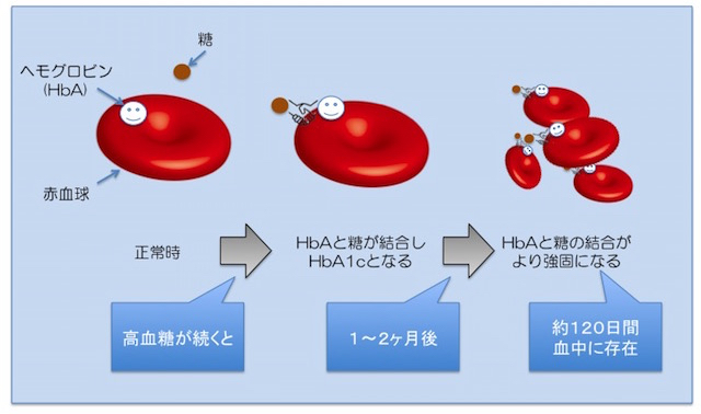 HbA1cが2～3か月間前の血糖の動態を表す理由の説明図