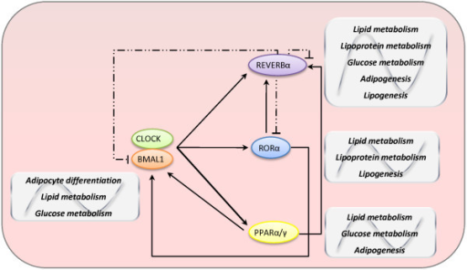 時計遺伝子による代謝関連酵素の発現制御を説明する図