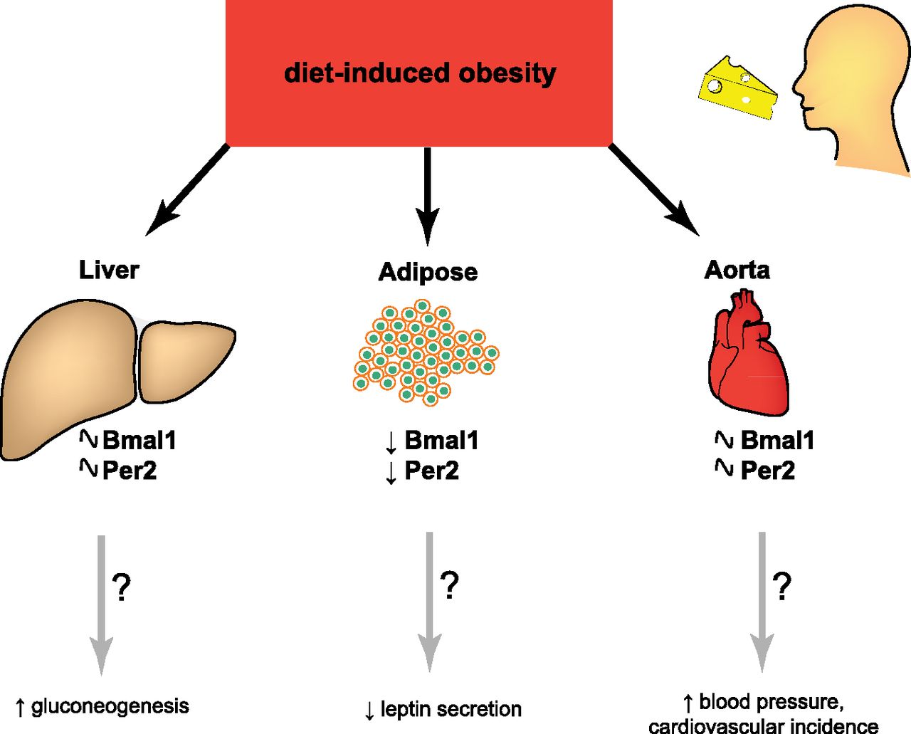 肥満者の肝臓　脂肪組織などで見られる時計遺伝子の発現　機能の異常をまとめた図