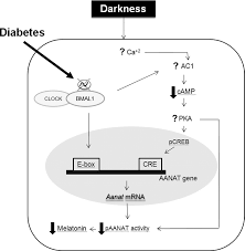 糖尿病で見られる時計遺伝子群の発現量低下　リズムの消失をまとめた図