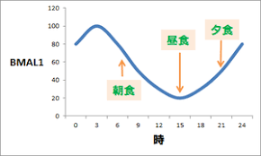 BML1発現の日内変動を示すグラフ