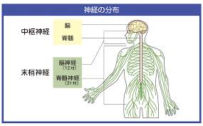 中枢神経と末梢神経の分布図