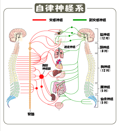 交感神経は脊髄から全身に分布することを示す図