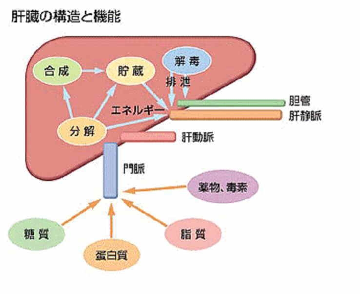 肝臓の構造と機能の説明図