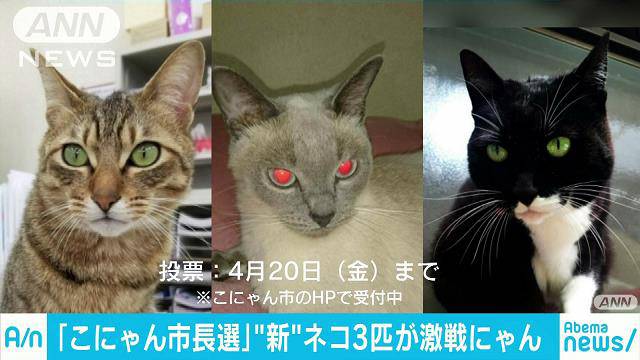 選挙に立候補されている3ネコの顔写真