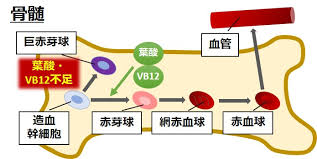 骨髄における赤芽球への分化過程・DNA合成段階でビタミンB12と葉酸が必要とされることを示す図