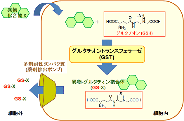 GSTの薬物代謝における働きを示す図