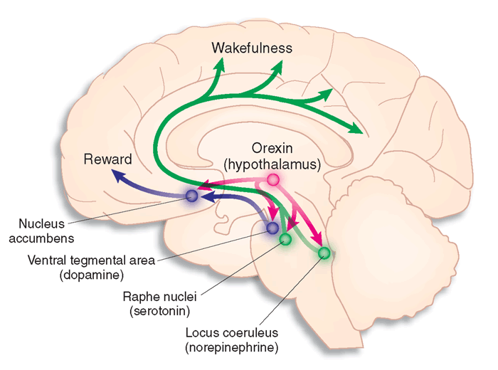 脳内でのオレキシンの投射部位を示す図