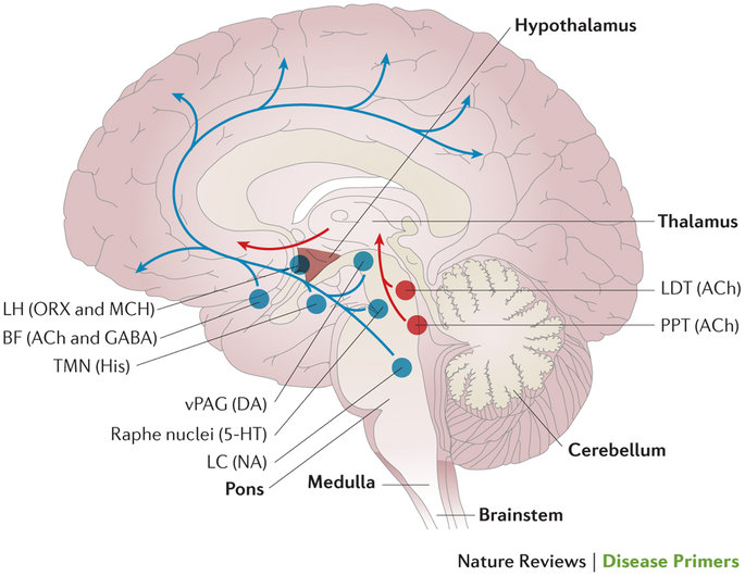 アセチルコリン投射系の脳内投射経路を示す図