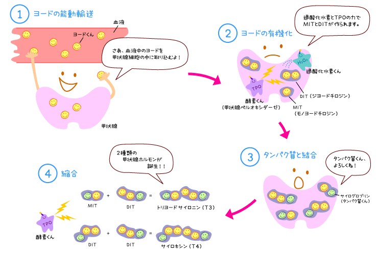 過酸化水素の甲状腺ホルモン合成への関与を示す図