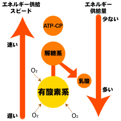 解糖系での即時のエネルギー生産の重要性を示す図