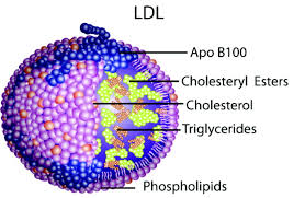 LDLの内部構造の図示