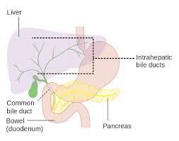 肝臓と腸を結ぶ胆管の位置を示す図