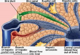 肝臓の中の肝小葉の間を血管や胆管が流れているのを示す図
