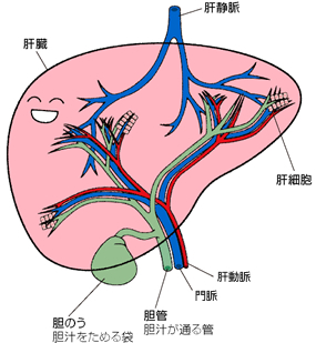肝臓の中の血管　胆管の位置関係を示す図