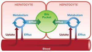肝臓の働きへの血管　胆管の関与を解説する図