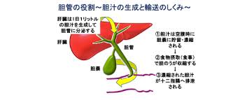 胆汁が肝臓で作られ胆管により十二指腸に至る経路を示す図